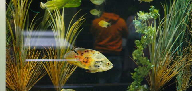 ornamental fish import license guidelines
