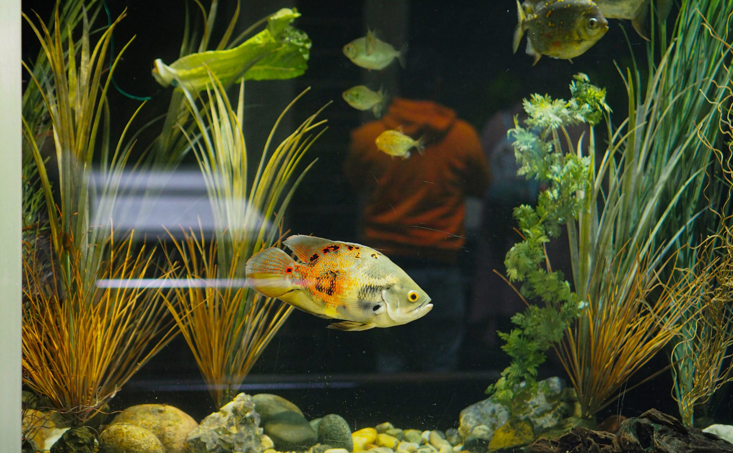 ornamental fish import license guidelines